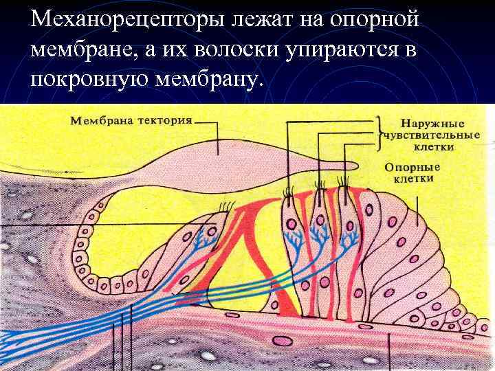 Механорецепторы лежат на опорной мембране, а их волоски упираются в покровную мембрану. 