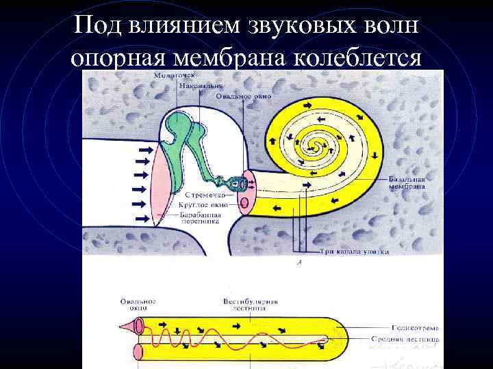 Под влиянием звуковых волн опорная мембрана колеблется 