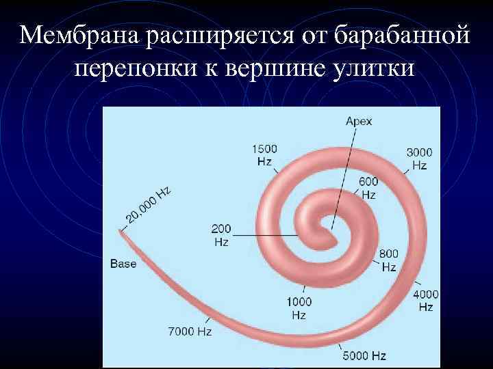 Мембрана расширяется от барабанной перепонки к вершине улитки 