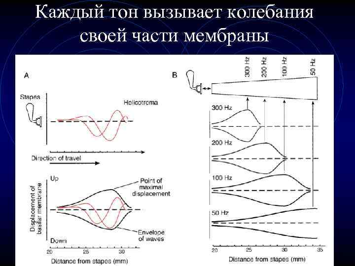 Каждый тон вызывает колебания своей части мембраны 