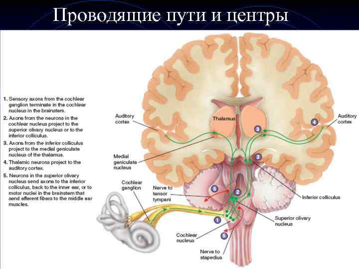 Проводящие пути и центры 