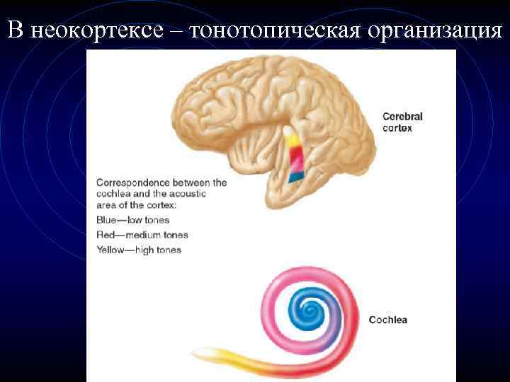 Слуховой и вестибулярный анализатор презентация