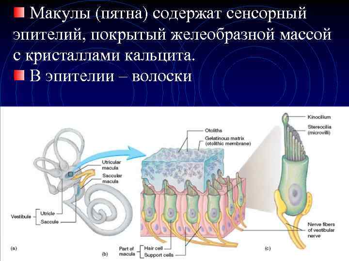 Макулы (пятна) содержат сенсорный эпителий, покрытый желеобразной массой с кристаллами кальцита. В эпителии –