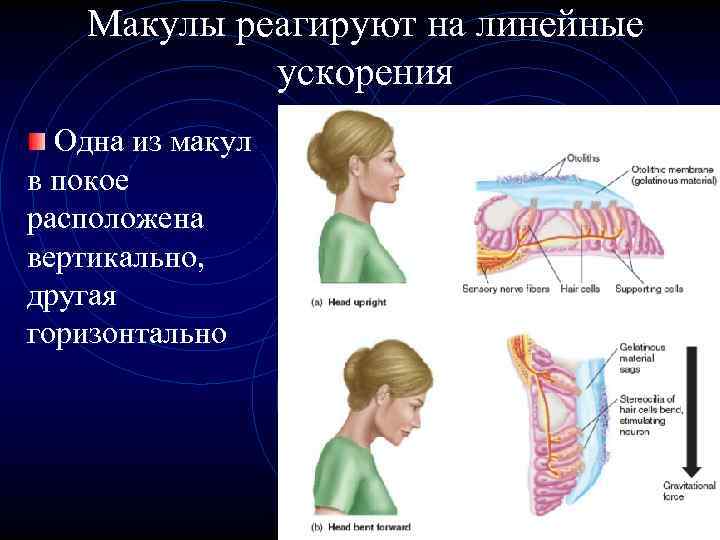 Макулы реагируют на линейные ускорения Одна из макул в покое расположена вертикально, другая горизонтально