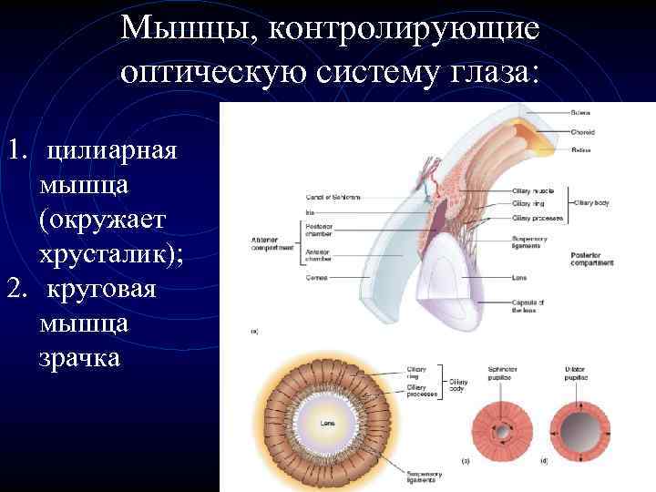 Мышцы, контролирующие оптическую систему глаза: 1. цилиарная мышца (окружает хрусталик); 2. круговая мышца зрачка