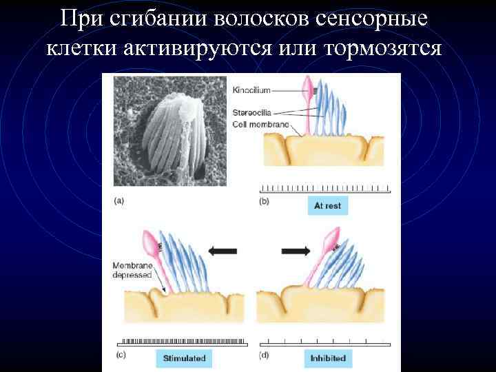 При сгибании волосков сенсорные клетки активируются или тормозятся 