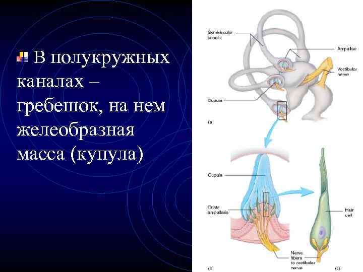 Слуховой и вестибулярный анализатор презентация