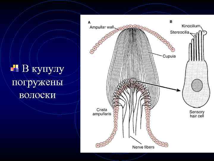 В купулу погружены волоски 