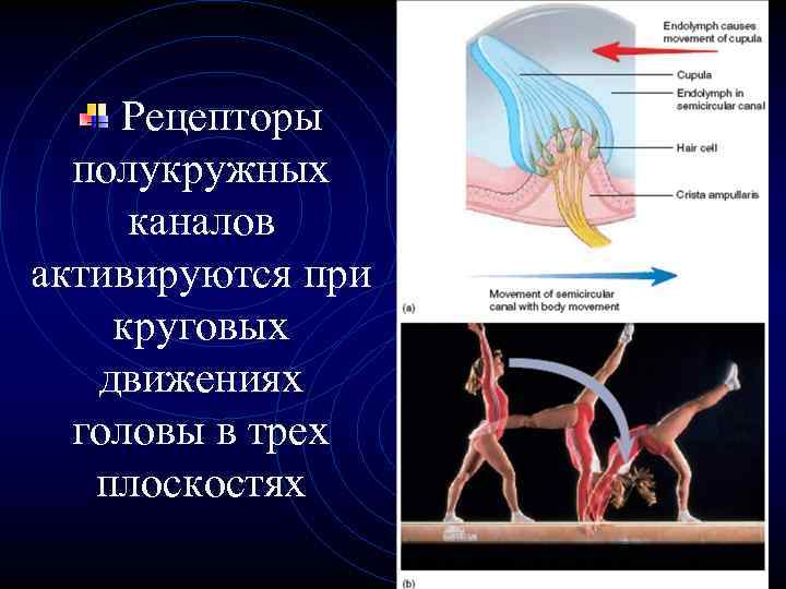 Рецепторы полукружных каналов активируются при круговых движениях головы в трех плоскостях 