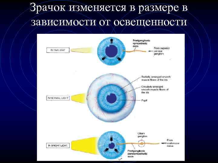 Зрачок изменяется в размере в зависимости от освещенности 