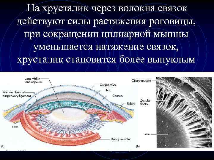 Схема строения хрусталика гистология