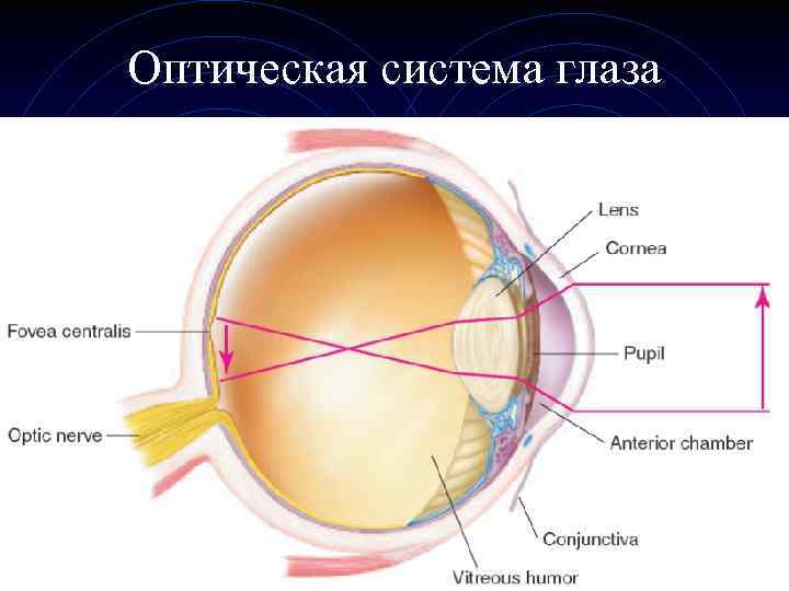 Оптическая системa глаза 