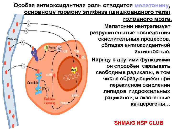 Особая антиоксидантная роль отводится мелатонину, основному гормону эпифиза (шишковидного тела) головного мозга. Мелатонин нейтрализует