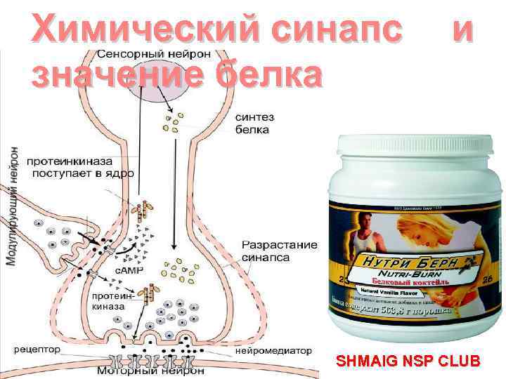Химический синапс значение белка и SHMAIG NSP CLUB 