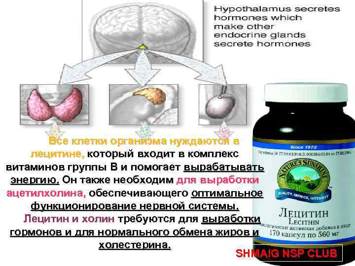 Все клетки организма нуждаются в лецитине, который входит в комплекс витаминов группы В и