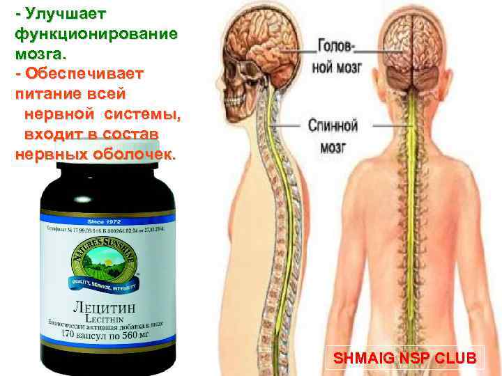 - Улучшает функционирование мозга. - Обеспечивает питание всей нервной системы, входит в состав нервных