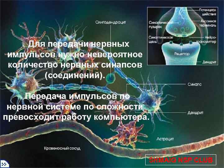 Для передачи нервных импульсов нужно невероятное количество нервных синапсов (соединений). Передача импульсов по нервной