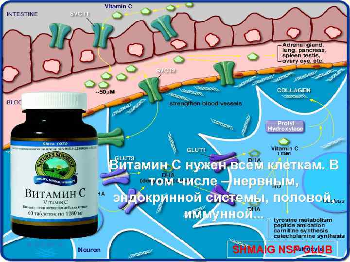 Витамин С нужен всем клеткам. В том числе – нервным, эндокринной системы, половой, иммунной.