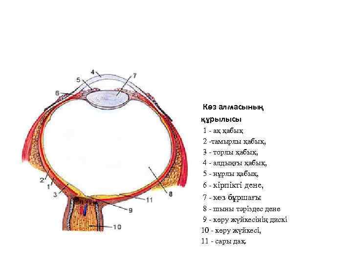  Көз алмасының құрылысы 1 - ақ қабық 2 -тамырлы қабық, 3 - торлы