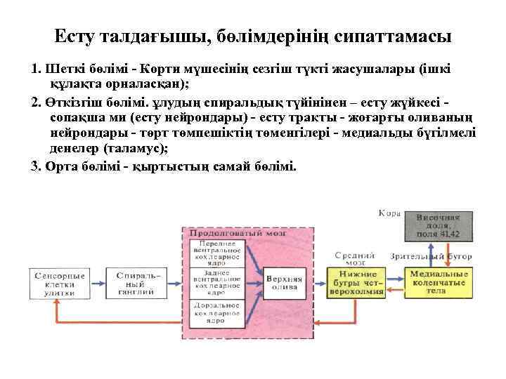 Есту талдағышы, бөлімдерінің сипаттамасы 1. Шеткі бөлімі - Корти мүшесінің сезгіш түкті жасушалары (ішкі