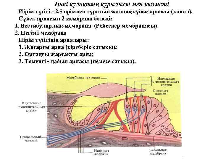 Ішкі құлақтың құрылысы мен қызметі Иірім түтігі - 2, 5 өрімнен тұратын жалпақ сүйек