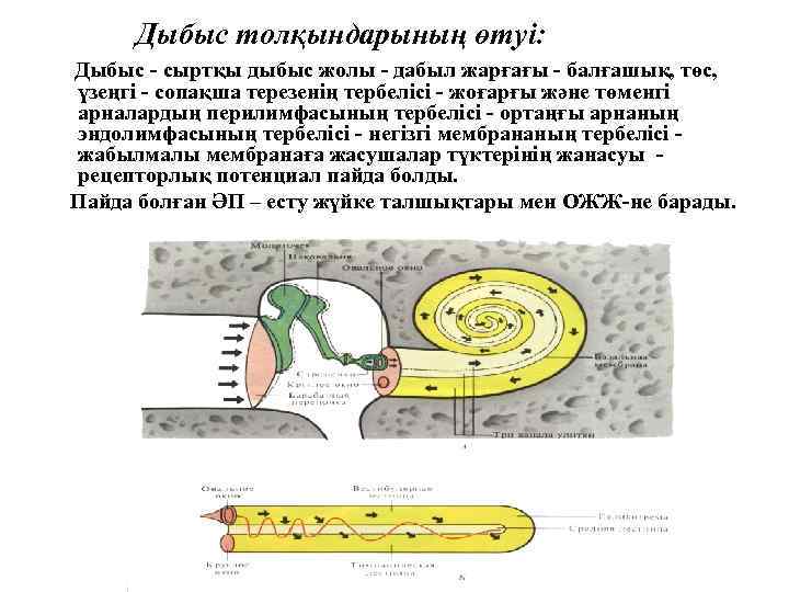 Дыбыс толқындарының өтуі: Дыбыс - сыртқы дыбыс жолы - дабыл жарғағы - балғашық, төс,