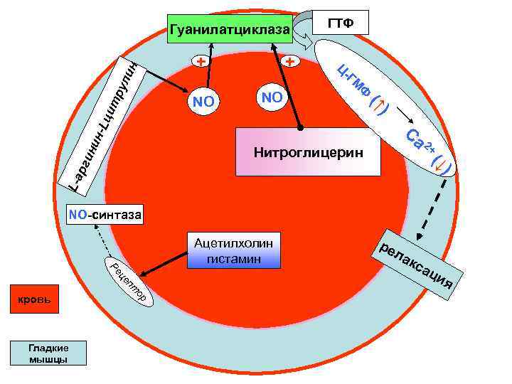 ци тр ул ин Гуанилатциклаза + + ГТФ Ц -Г М NO NO Ф