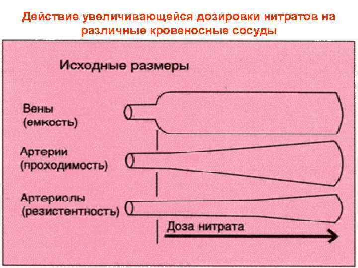 Действие увеличивающейся дозировки нитратов на различные кровеносные сосуды • 