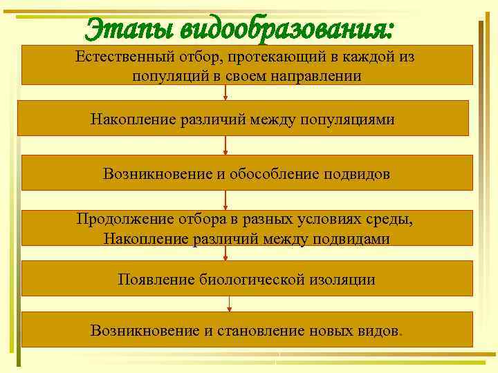 Этапы видообразования: Естественный отбор, протекающий в каждой из популяций в своем направлении Накопление различий