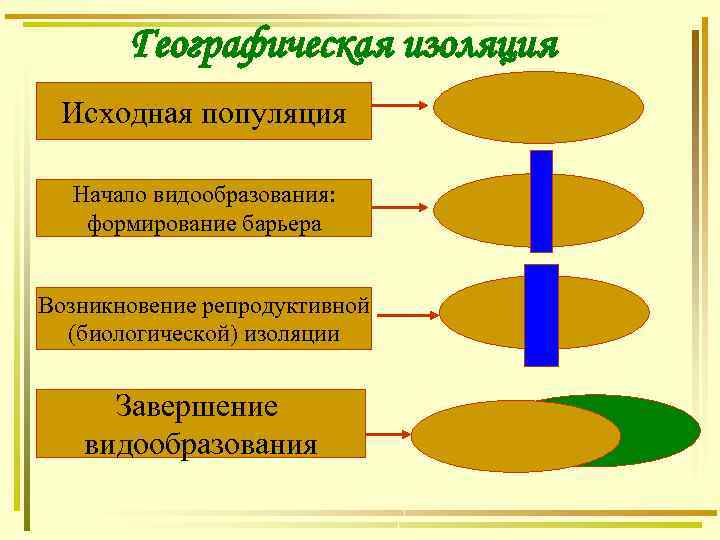 Географическая изоляция Исходная популяция Начало видообразования: формирование барьера Возникновение репродуктивной (биологической) изоляции Завершение видообразования