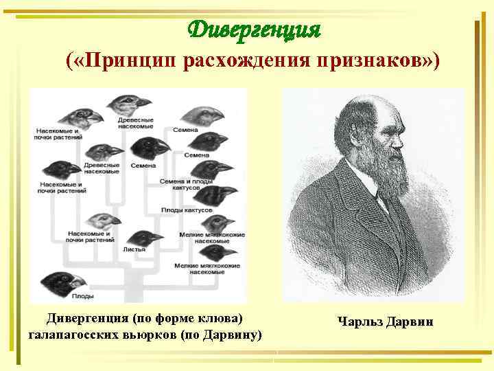 Дивергенция ( «Принцип расхождения признаков» ) Дивергенция (по форме клюва) галапагосских вьюрков (по Дарвину)