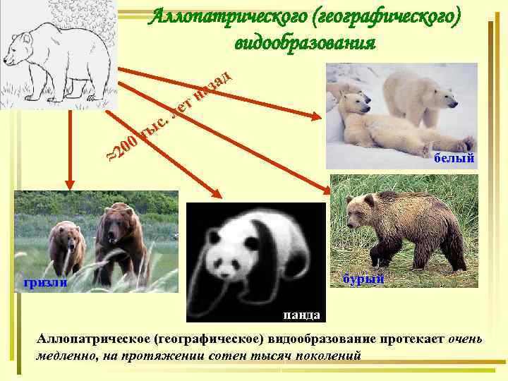 Аллопатрического (географического) видообразования 0 20 ≈ с. ты д за на ет л белый