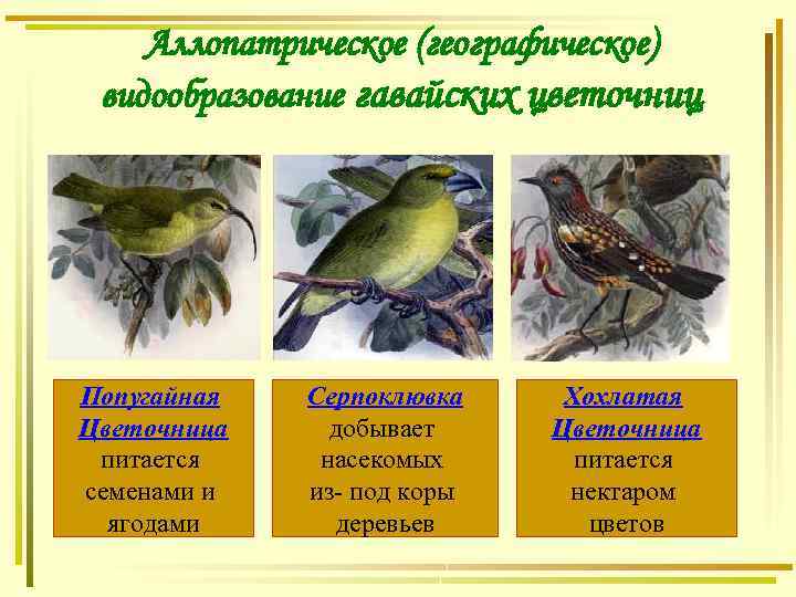 Аллопатрическое (географическое) видообразование гавайских цветочниц Попугайная Цветочница питается семенами и ягодами Серпоклювка добывает насекомых