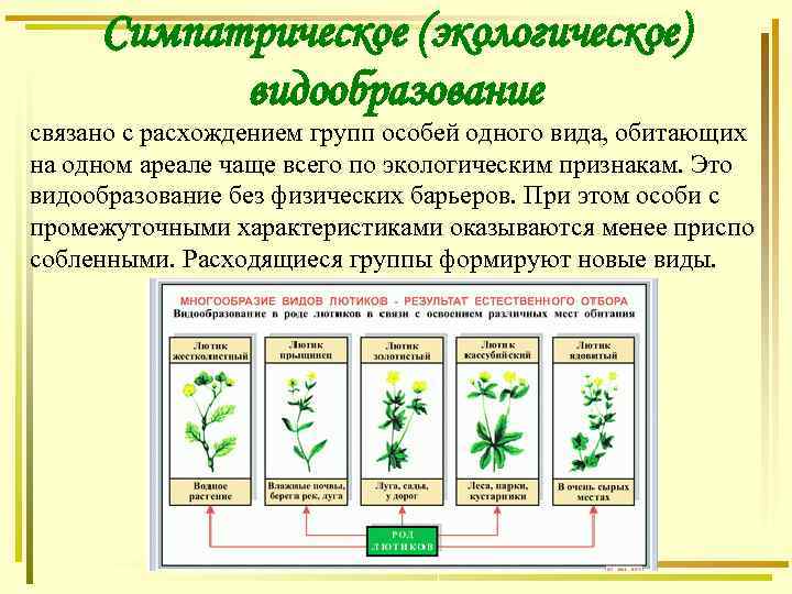 Создайте схему типы видообразования в природе 9 класс биология