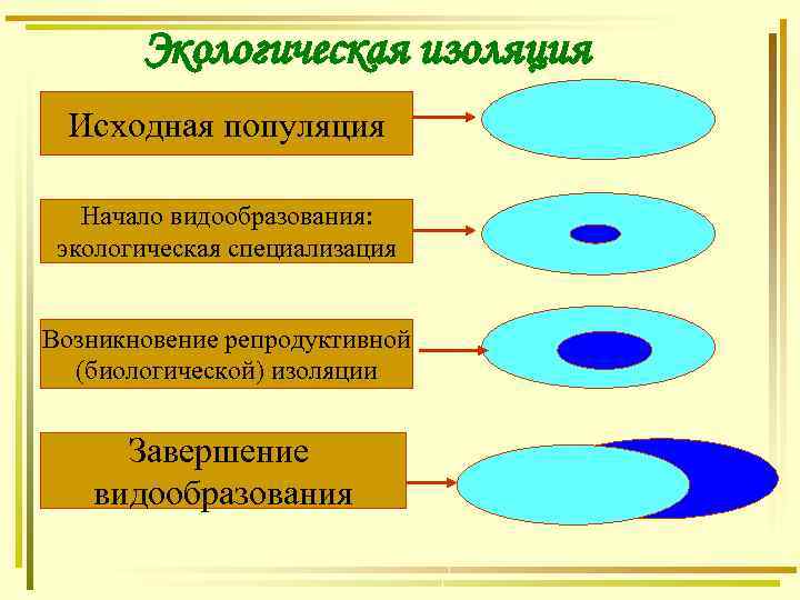 Экологическая изоляция Исходная популяция Начало видообразования: экологическая специализация Возникновение репродуктивной (биологической) изоляции Завершение видообразования