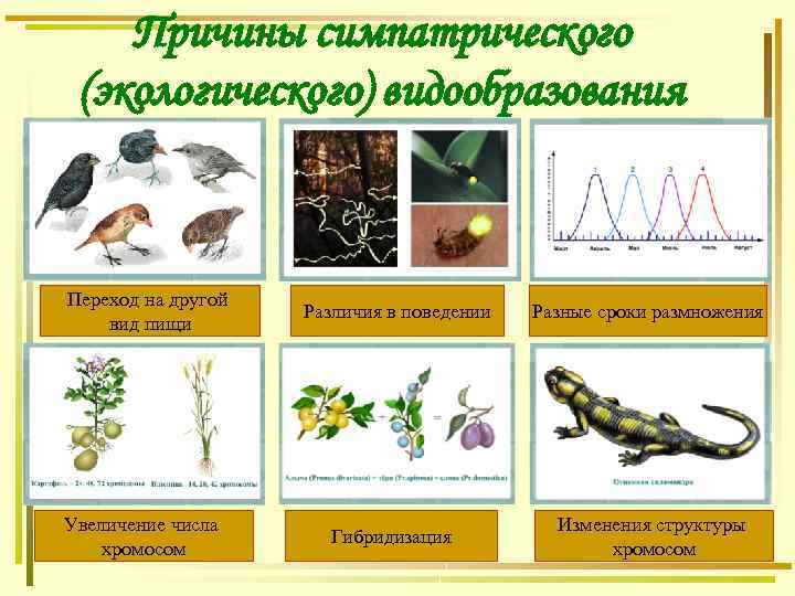 Причины симпатрического (экологического) видообразования Переход на другой вид пищи Увеличение числа хромосом Различия в
