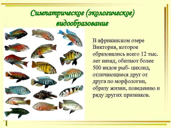 Симпатрическое (экологическое) видообразование В африканском озере Виктория, которое образовались всего 12 тыс. лет назад,