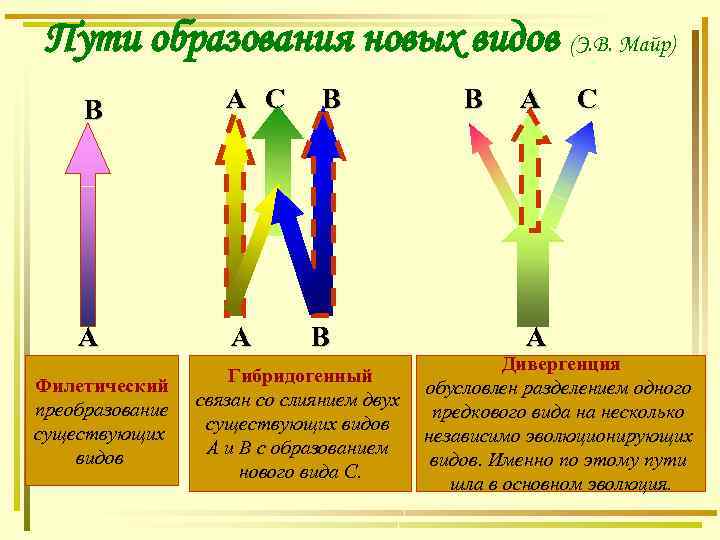 Пути образования новых видов (Э. В. Майр) В А С А А Филетический преобразование