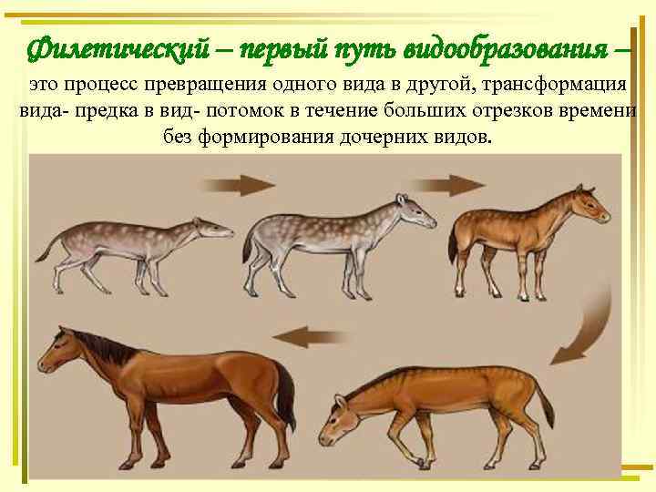 Филетический – первый путь видообразования – это процесс превращения одного вида в другой, трансформация