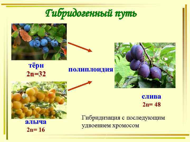 Гибридогенный путь тёрн 2 n=32 полиплоидия слива 2 n= 48 алыча 2 n= 16