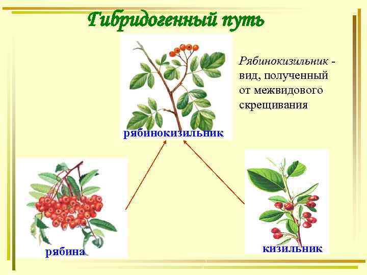 Гибридогенный путь Рябинокизильник - вид, полученный от межвидового скрещивания рябинокизильник рябина кизильник 