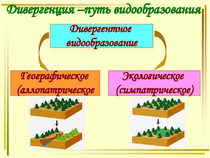 Дивергенция –путь видообразования Дивергентное видообразование Географическое (аллопатрическое Экологическое (симпатрическое) 