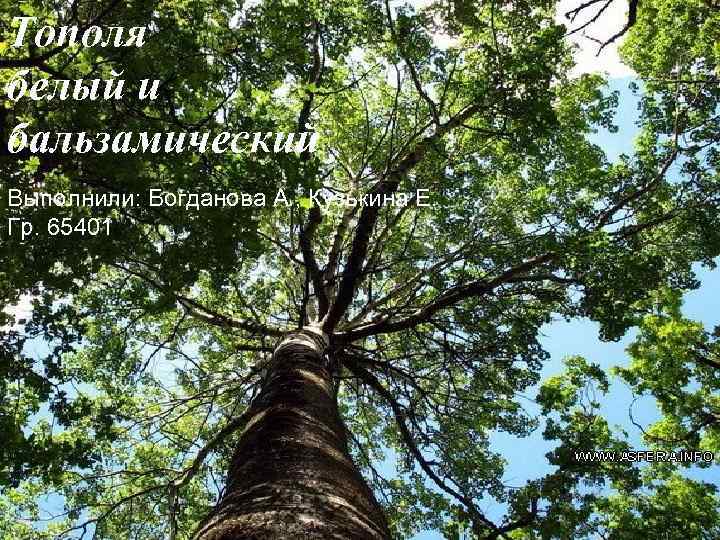Тополя белый и бальзамический Выполнили: Богданова А. , Кузькина Е. Гр. 65401 