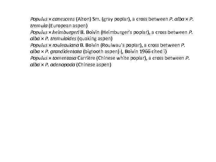 Populus × canescens (Aiton) Sm. (gray poplar), a cross between P. alba × P.