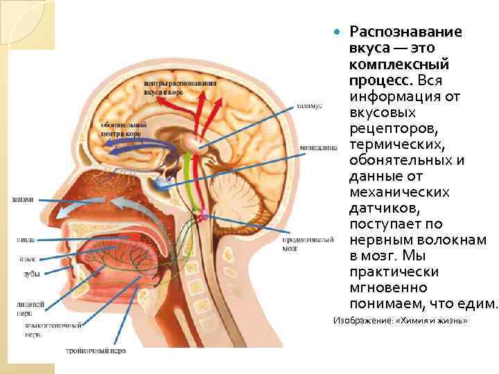  Распознавание вкуса — это комплексный процесс. Вся информация от вкусовых рецепторов, термических, обонятельных