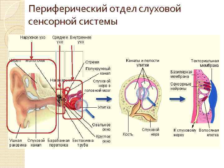 Периферический отдел слуховой сенсорной системы 
