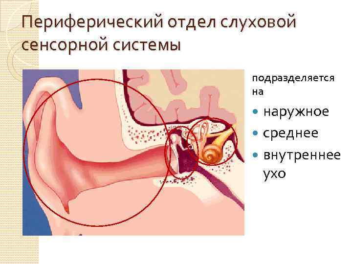 Периферический отдел слухового анализатора