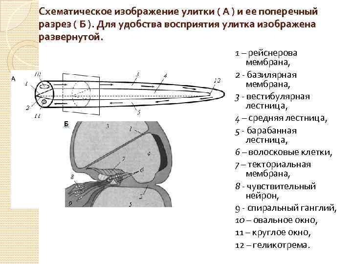 Схематическое изображение улитки ( А ) и ее поперечный разрез ( Б ). Для
