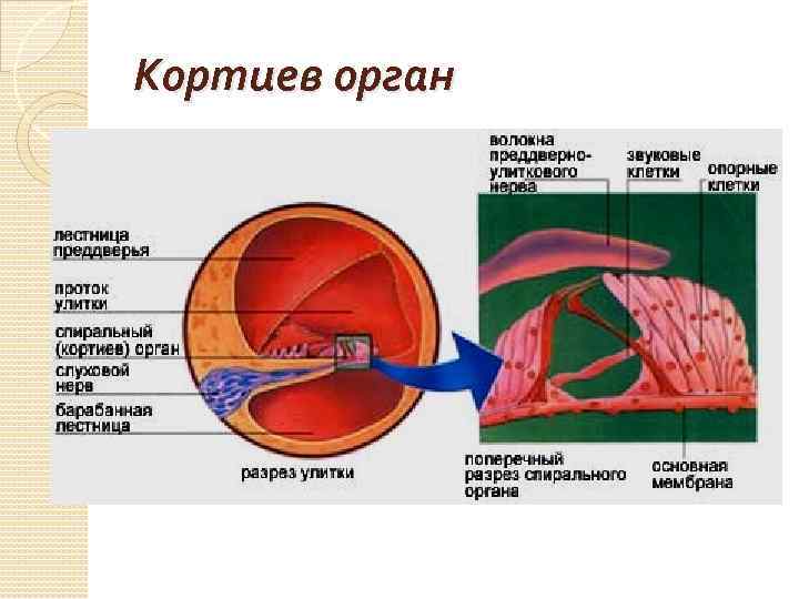 Кортиев орган 