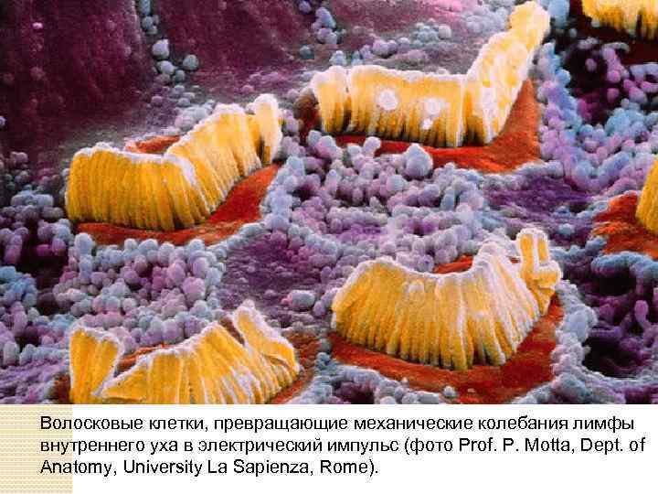 Волосковые клетки, превращающие механические колебания лимфы внутреннего уха в электрический импульс (фото Prof. P.